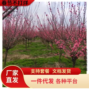 һ�����lԭ������t÷����ͥԺ�����ļ�����ֲ���D÷�ߗU�G÷����