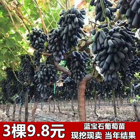 Саженцы винограда сапфирового в горшках, посадка на земле, большие саженцы, вьющиеся виноградные лозы, фруктовые деревья, посаженные на юге и севере, фруктовые саженцы, плодоносящие в том же году.