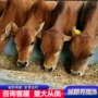 育肥肉牛犊