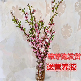 �һ�֦��ˮ�_������ˮ���֦���܎������͏d�Ҙ�֦�l�r֦ѩ��ˮ�B