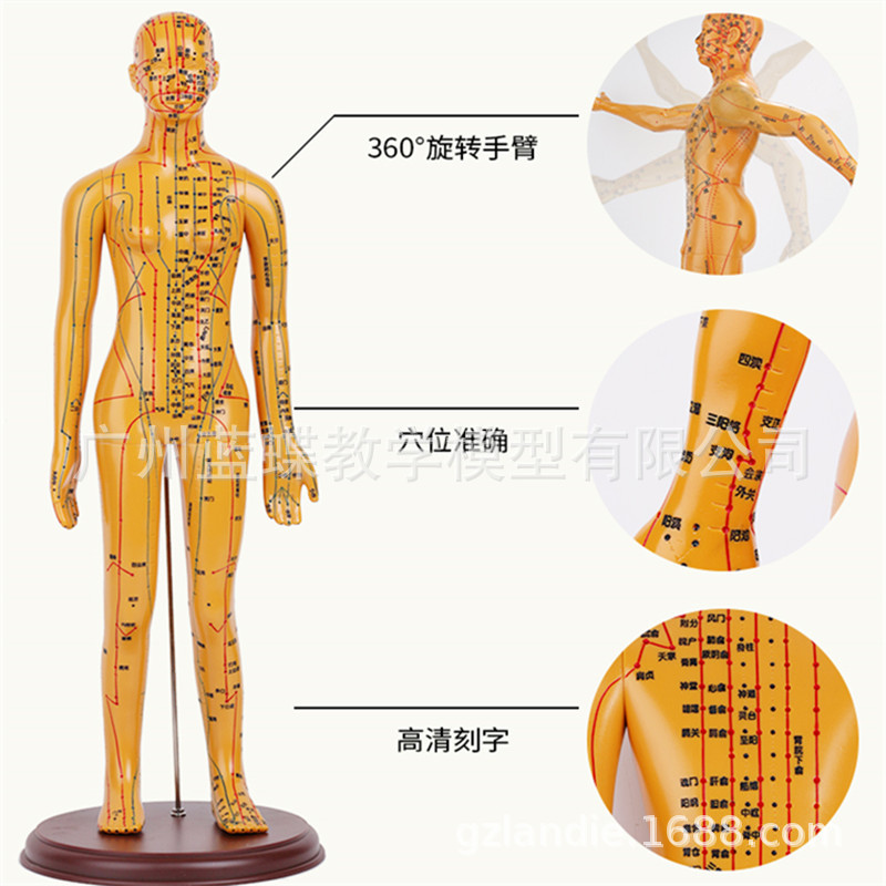 62cm�������ͭɫ�������Ѩλ��ģ�;��� ��ҽ������ѧ��ŮС��