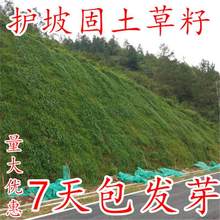 【跨境供货】草坪种子草籽护坡绿化固土四季常青高羊茅黑麦草狗牙