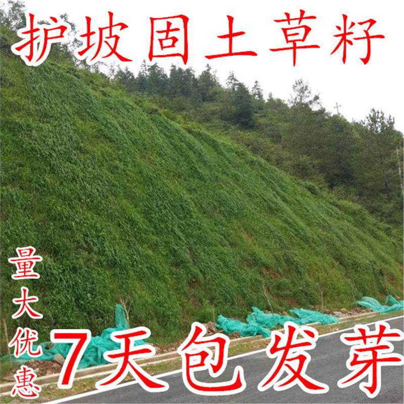 【跨境供货】草坪种子草籽护坡绿化固土四季常青高羊茅黑麦草狗牙