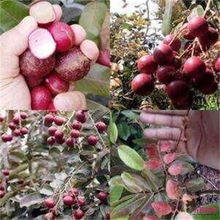 �ļ��tƤ���۹���޽ӷNֲ���A�ļ��҃�ͥԺ�̨���Ե������ۘ���