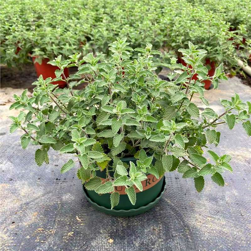 Planta de menta fresca comestible hoja de menta planta de jardín interior mosquitos repelente plantas de menta para gatos flores verdes