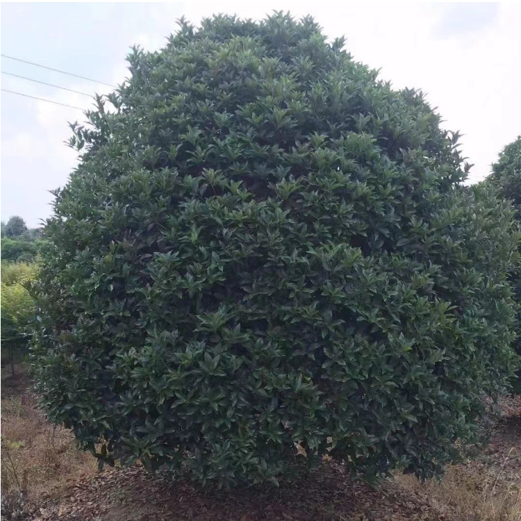 丛生桂花 嫁接金桂树苗 保证品种 桂花小苗四季常青桂花树苗