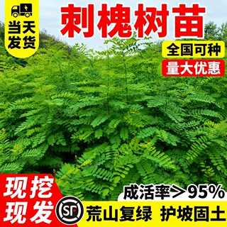 刺槐树苗红花白洋槐花可食用花南北适配荒山复绿护土固坡绿化苗