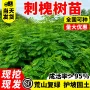 食用荒山适配刺槐绿化苗