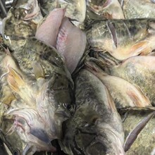 臭鳜鱼净膛约正宗安徽黄山特产徽州真空装臭桂鱼批发