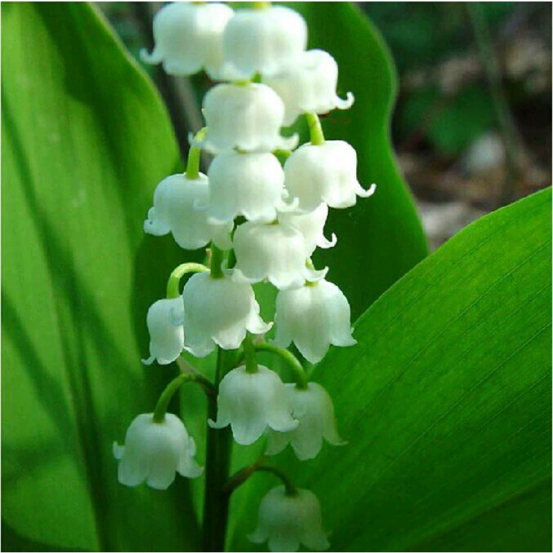 Цветы Комнатный двор Ароматная Лилия синего Цимбидиум в горшке Корень рассады Луковица Зеленый Корень растения