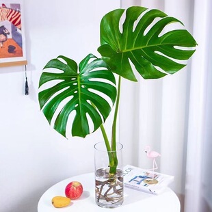 �����_���Ϙ���������ˮ�����Ա��W�L���~����ȩ�k���͏d�҃ȾGֲ