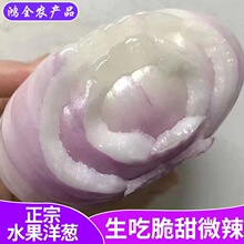 出口便准新鲜现挖扁平水果洋葱微辣微甜生吃5斤装