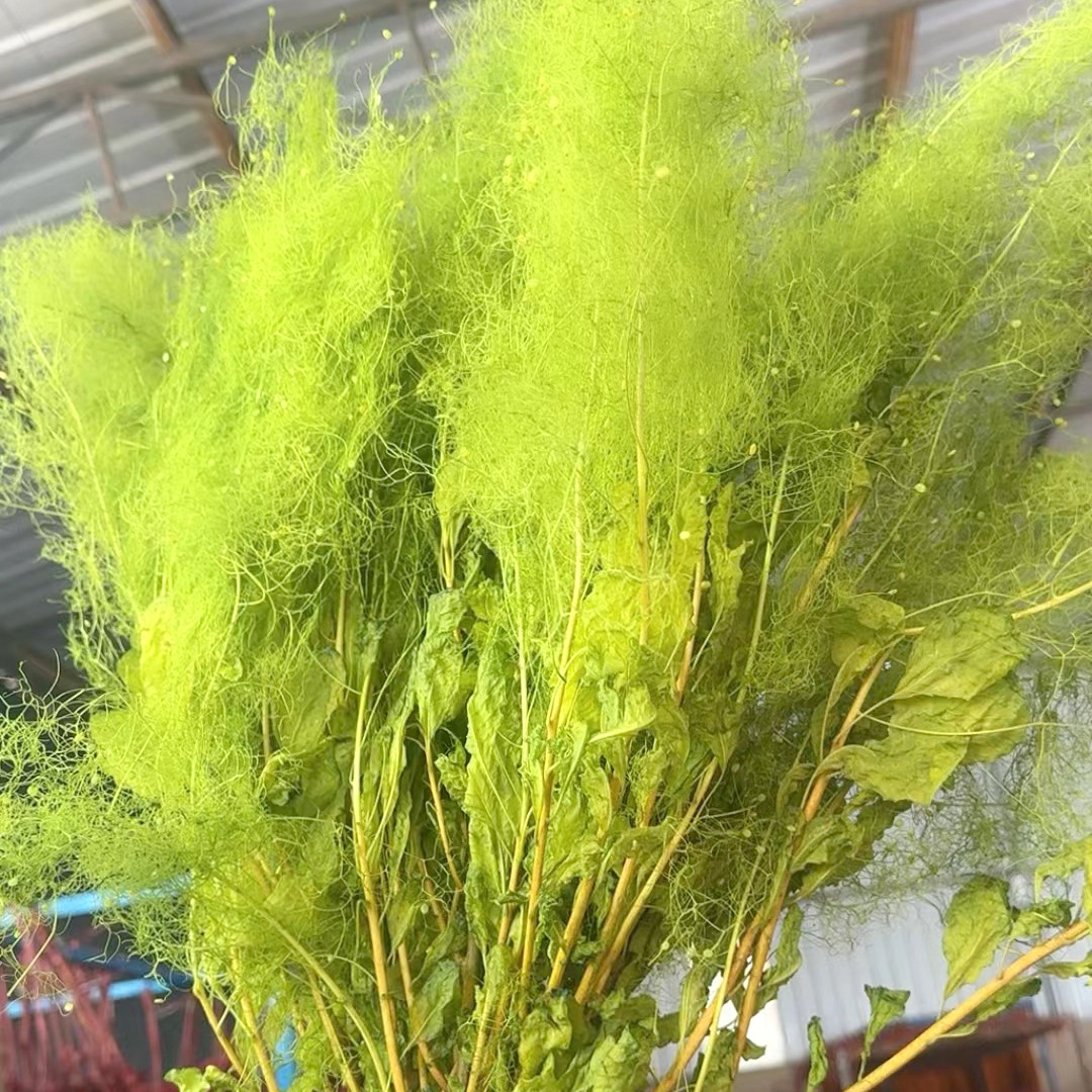 Preserved flower misty lover's smoke tree flowers wedding background wall home decoration bleached preserved yellow buckthorn flowers factory wholesale