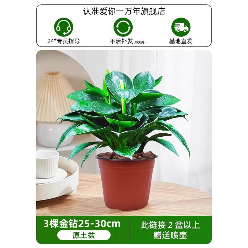 25-30cm 금 다이아몬드 3개 + 오리지널 흙 냄비 + 영양액(2개 구매 시 물뿌리개 무료) 1