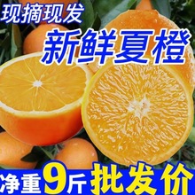 夏橙【大降價】新鮮應季水果甜橙子手剝橙子1斤-10斤整箱商用批發