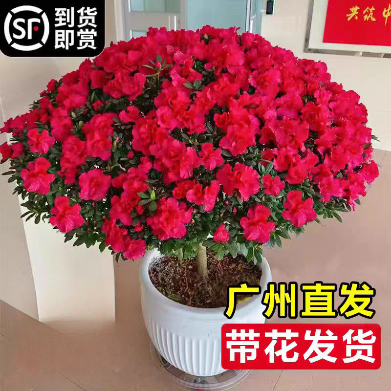 杜鹃花盆栽带花苞绿植物室内阳台四季好养栀子花苗老桩耐寒鲜花卉