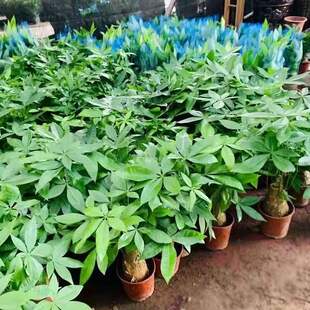 ����lؔ��֘��҃���ؔ���ڃ����Ϙ��ļ��lؔ���ÿ͏dˮ������