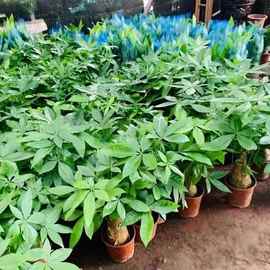 大象发财树粗桩室内招财正宗净化老桩四季发财树大棵客厅水培懒人