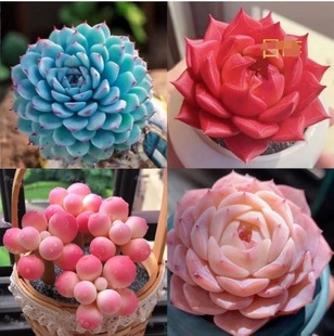 Succulents, Small Potted Plants Wholesale, Luxury Set of Succulent Combinations, Peach Egg Jade Dew, Green Plants, Florals and Gardening