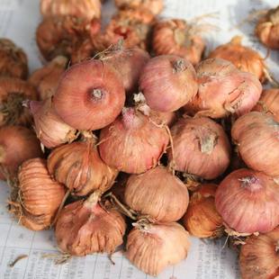 Gladiolus Bulb Flower Gladiolus Seed Bulbs Gladiolus Perennial Courtyard Blooms in the Same Year Easy to Grow for Beginners