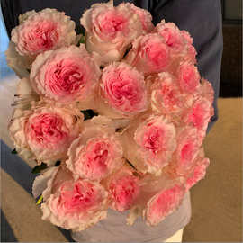 洛艾莎卡布奇诺玫瑰花鲜花花束云南基地直发速递同城520情人节