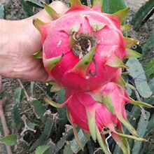 四季红心火龙果苗红肉火龙果树苗盆栽当年结果室内南北方种植