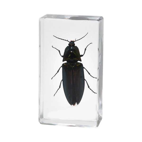 7.3CM medium size Lijia