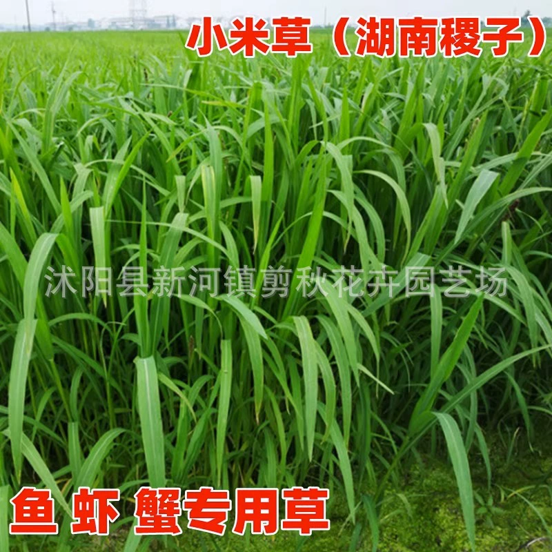 Оптовая Продажа Проса Семена Трав Малина Водная Креветка Краб Кормовые Семена Переувлажнение Затопленные Хунань Просо семена трав