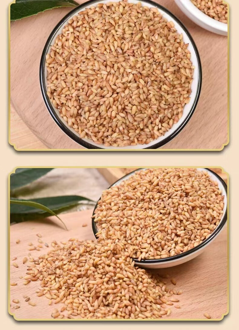 Platycladus Seed Bi Zi Ren 500g Dried Platycladus orientalis Seed Kernels for Decoction and Tea in use