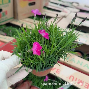 ���l�ͺ��޸����ܚWʯ��������С�^��·�����G������ʯ�񻨺��ر�