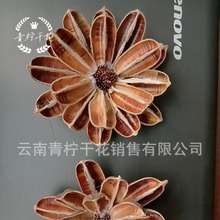 【天竺】云南厂家干花批发大帝王花组合干花软装插花无芯干花装饰