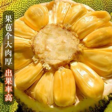 海南菠萝蜜新鲜水果包邮黄肉波罗菠萝蜜一整个水果新鲜整箱当季红