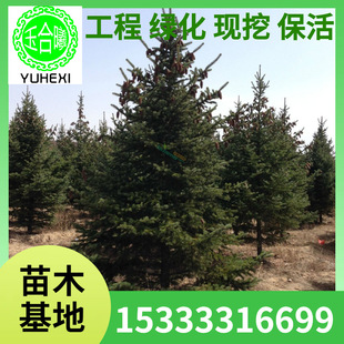 Forest Spruce, Red Spruce, Green Spruce, Spruce, Liaoning Spruce, Christmas Tree, Villa Courtyard
