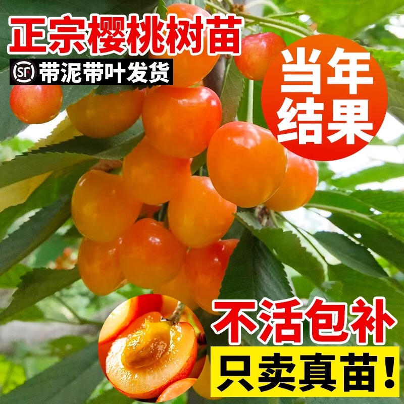 Cherry Saplings Are Planted in the South and North, Potted Dwarf Grafted Fruit Trees and Fruit Seedlings That Bear Fruit in the Current Year