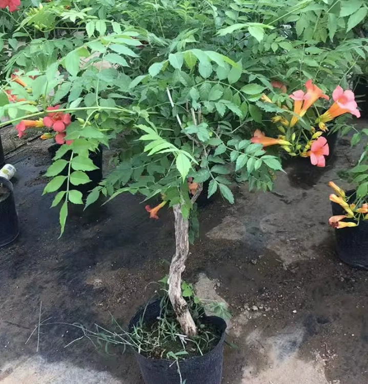 Дропшиппинг рассады клевера, вьющихся растений с крупными цветками, рассады русского и американского клевера, зеленого цвета для балкона, двора, виллы.