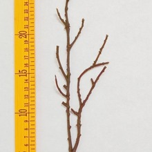 厂家直销 仿真植物仿真塑料枯枝干枝 圣诞工艺品圣诞PE泡沫叉干枝