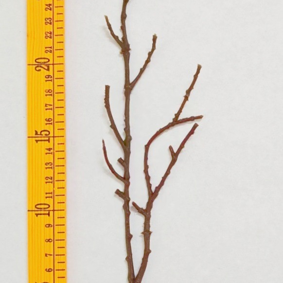 厂家直销 仿真植物仿真塑料枯枝干枝 圣诞工艺品圣诞PE泡沫叉干枝