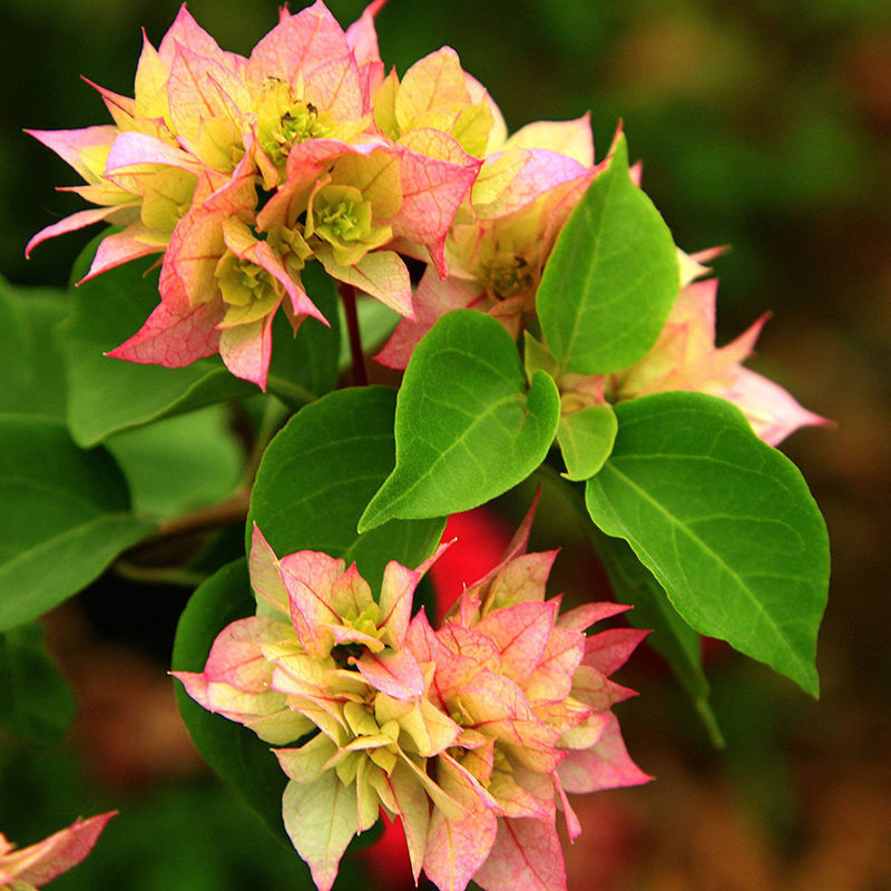 7호 컬러 [강한 향] 8년생 모종 [1개 구매시 1개 증정]