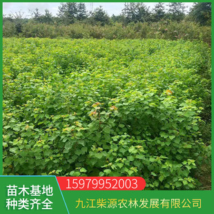 供应乌桕树 乌柏种子 乌柏树 腊子树 桕子树 木子树 10cm乌柏树-阿里巴巴