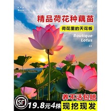 �^�p�ɻ�ź�N����ˮ�Bʳ��ɏ������ɏ˯ɏ���ܷN����ˮ�����ֲ��