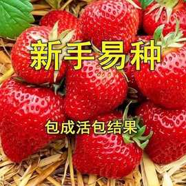 奶油草莓苗南北方室内室外种植四季结果脱毒草莓苗盆栽地栽当年结