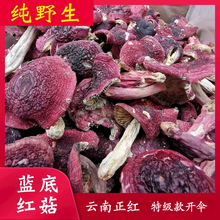 新货特级正宗云南深山高原野生红菇蓝底正红干货月子菇大红菌香菇