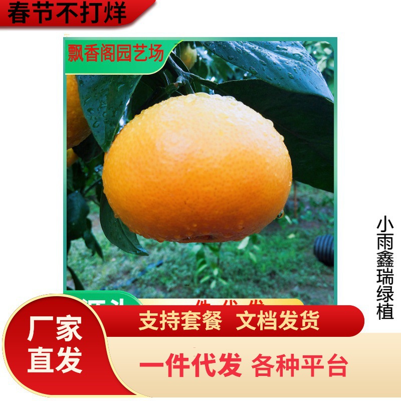 正宗皇帝柑树苗广西柑橘苗橘子苗脆皮金桔果苗贡柑南方水果桔子苗