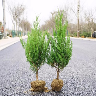 �������ɰؘ������ؘ����Ĺ�؈A���ɘ��������ļ��������ɾG����