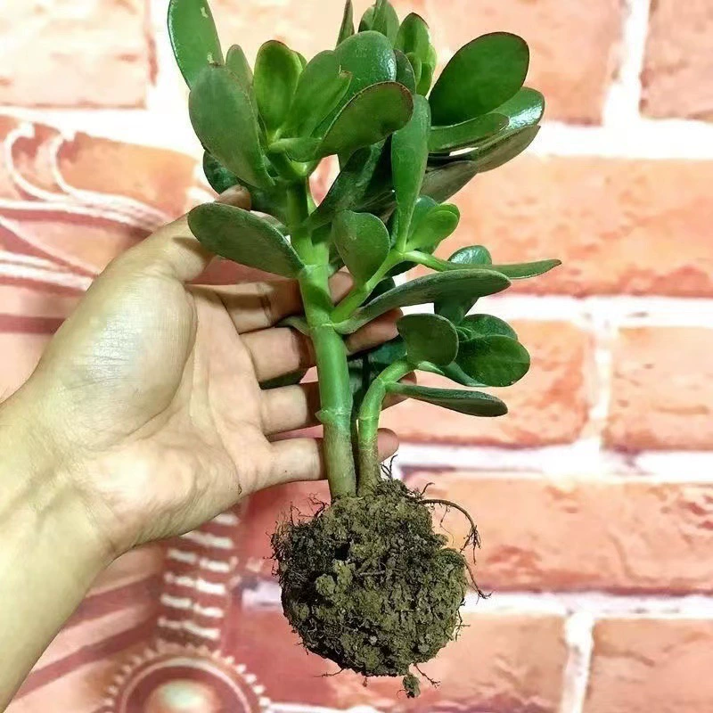 Юшу, суккулент в горшке, старый пень, змеиная пальма, вечнозеленый цветок бонсай, засухоустойчивый и простой в уходе, растение в горшке.