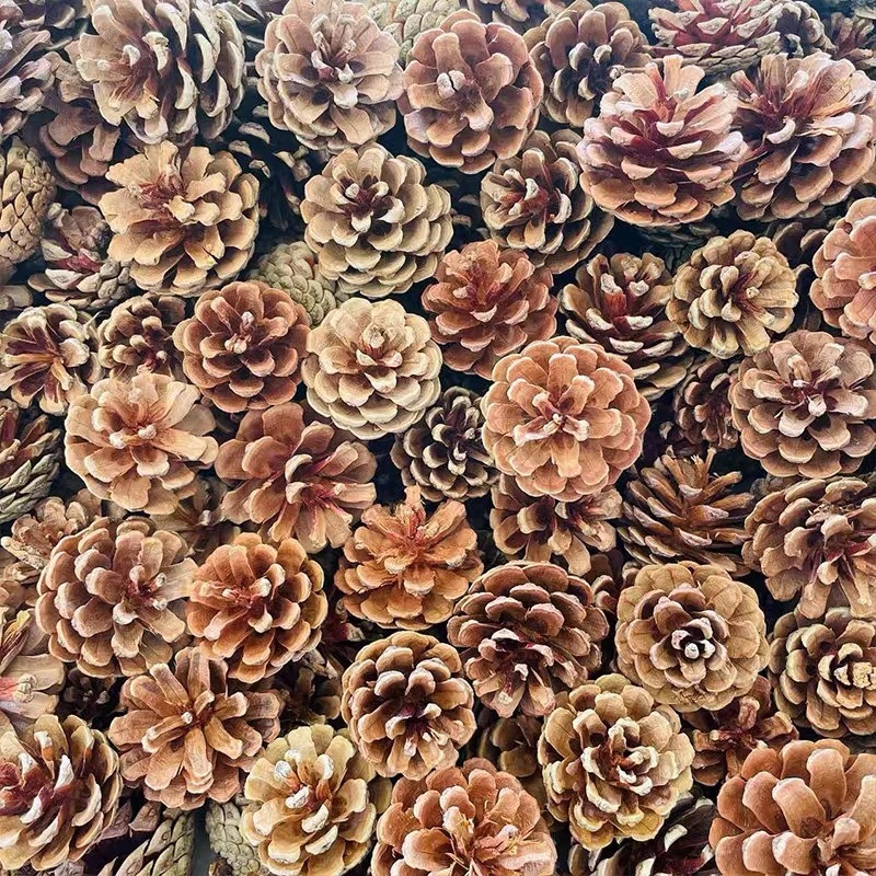 Pine Cone Decorations, Pine Cones, Acorns, Dried Flowers, Forest Kindergarten DIY Crafts, Creative Decorations with Dried Branches, Wild Creative Ornaments