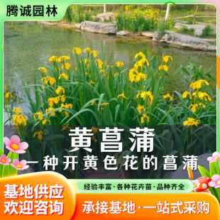 �S������ˮ��ֲ�ﻨ���S�Sβ��ؾG��ˮ�Ե��Թ��̾G�����Ѳ�