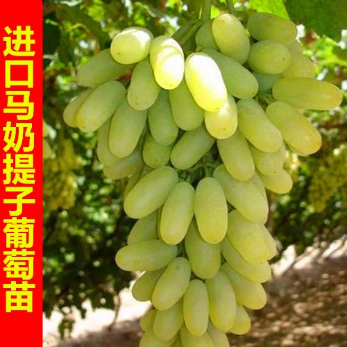 Саженцы винограда с лошадиным молоком в горшках, посадка в землю, без씨앗 виноградных саженцев, зеленый без씨앗 виноград, в том же году дает плоды, бесплатная доставка