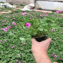 紫花酢浆草 紫花酢浆草品牌 图片 价格 紫花酢浆草批发 阿里巴巴