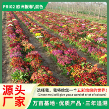 欧洲报春花种子四季开花盆栽阳台观赏耐寒花卉种籽家庭园艺易发芽